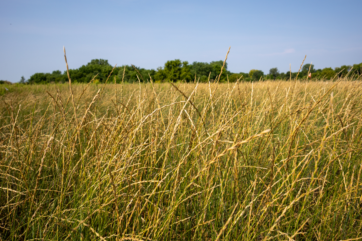 Kernza Water Quality Soil Health Credit UMN 3